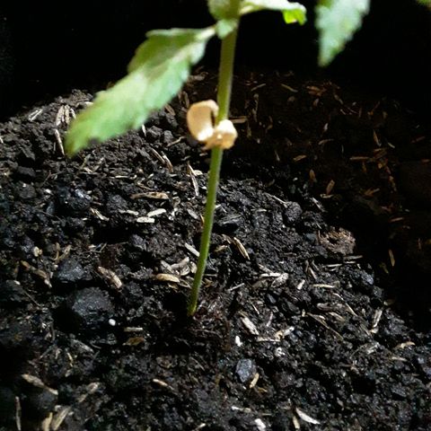 CHALUPAS CBD growlog photo: Se observa a los cotiledones secarse