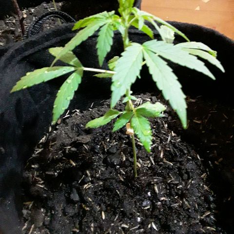 CHALUPAS CBD growlog photo: Etapa fenológica:
Código: 1010 
Quinto par de hojas
9 folíolos