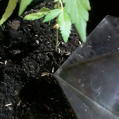 CHALUPAS CBD growlog photo: Se hizo el respectivo riego