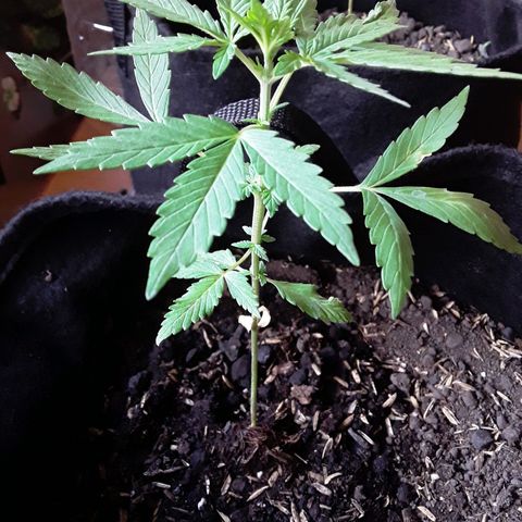 CHALUPAS CBD growlog photo: Etapa fenológica:
Código: 1010 
Quinto par de hojas
9 folíolos