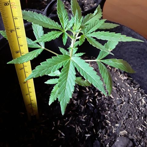 CHALUPAS CBD growlog photo: Se hizo la medición de la plantita