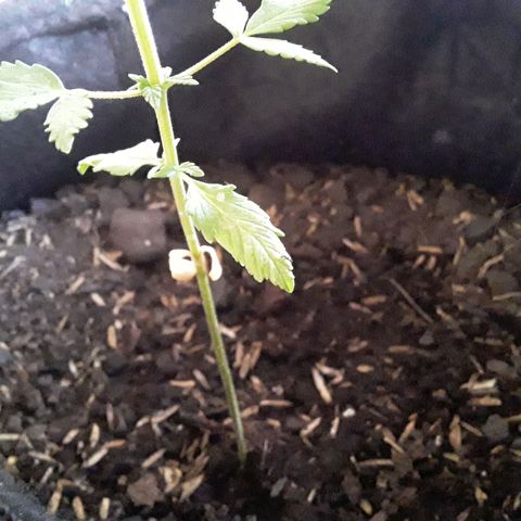 CHALUPAS CBD growlog photo: Aún se observa como los cotiledones van secándose cada vez más 