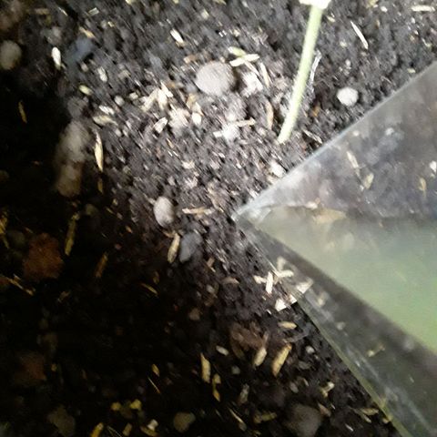 CHALUPAS CBD growlog photo: Se aplicó 150 ml del fertilizante natural preventivo y de crecimiento 