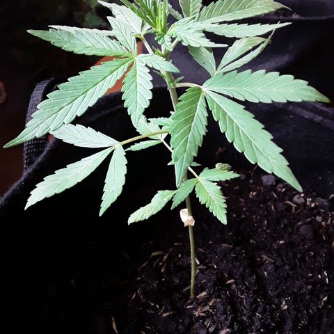 CHALUPAS CBD growlog photo: Etapa fenológica:
Código: 1010 
Quinto par de hojas
9 folíolos