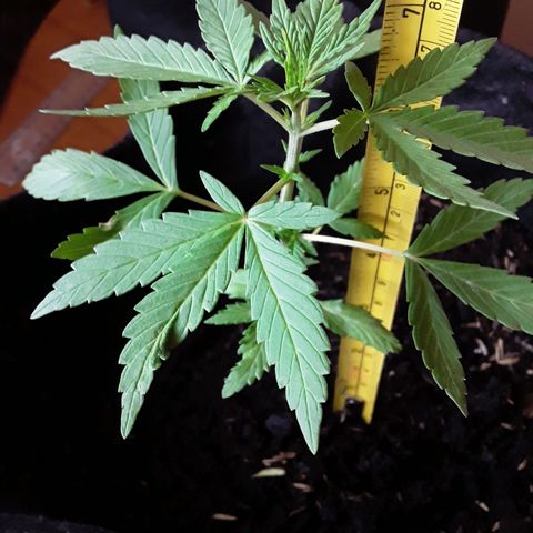CHALUPAS CBD growlog photo: Se hizo la medición de la plantita 