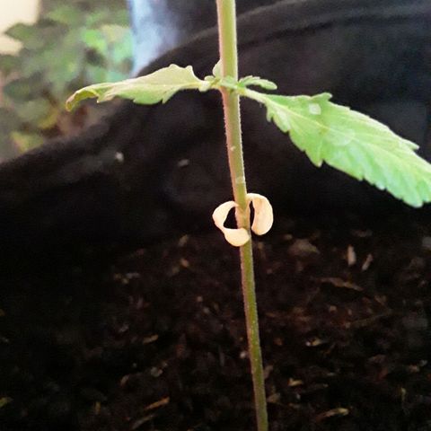 CHALUPAS CBD growlog photo: Aún se observa a los cotiledones secándose 