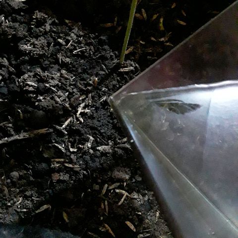 CHALUPAS CBD growlog photo: Se hizo el respectivo riego 