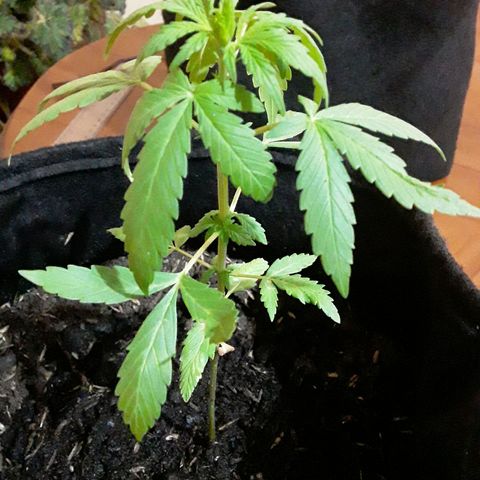 CHALUPAS CBD growlog photo: Etapa fenológica:
Código: 1012
Sexto par de hojas
11 folíolos