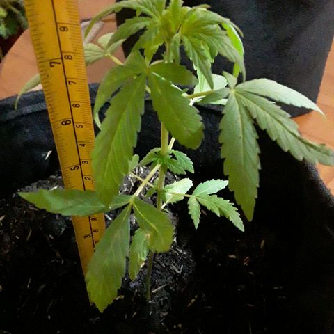 CHALUPAS CBD growlog photo: Se hizo la respectiva medición de la plantita 