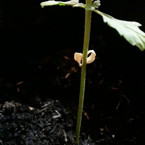 CHALUPAS CBD growlog photo: Observación de cotiledones secándose 