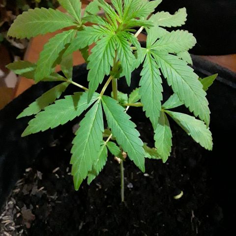 CHALUPAS CBD growlog photo: Etapa fenológica:
Código: 1012
Sexto par de hojas
11 folíolos