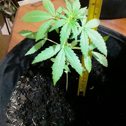 CHALUPAS CBD growlog photo: Se hizo la respectiva medición de la plantita 