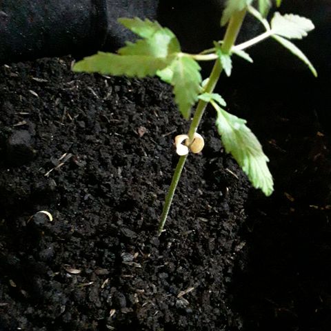 CHALUPAS CBD growlog photo: Observación de cotiledones secándose 