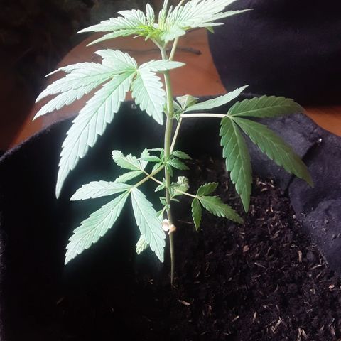 CHALUPAS CBD growlog photo: Etapa fenológica:
Código: 1012
Sexto par de hojas
11 folíolos