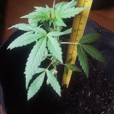 CHALUPAS CBD growlog photo: Se hizo la medición de la planta