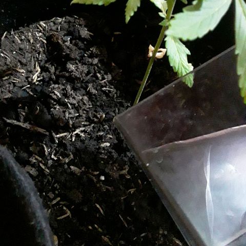 CHALUPAS CBD growlog photo: Se hizo el respectivo riego 
