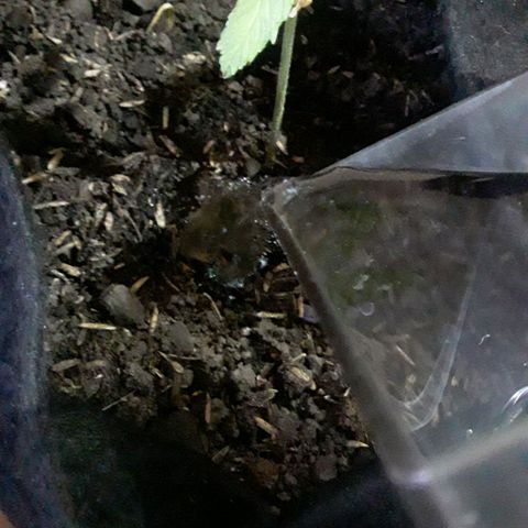 CHALUPAS CBD growlog photo: Se hizo el debido riego 