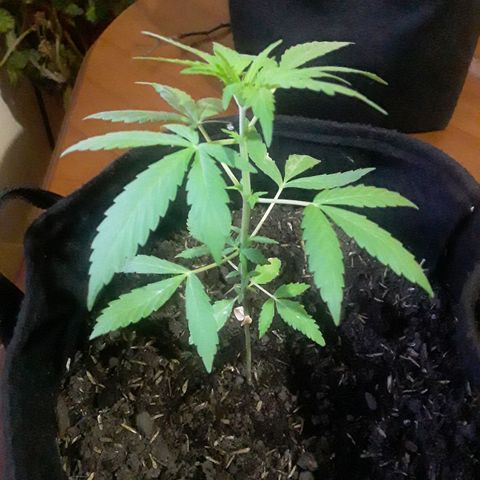 CHALUPAS CBD growlog photo: Etapa fenológica:
Código: 1012
Sexto par de hojas
11 folíolos
