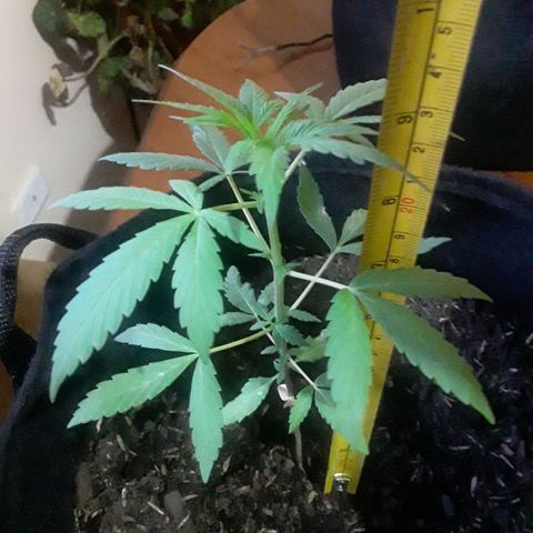 CHALUPAS CBD growlog photo: Medición de la planta 