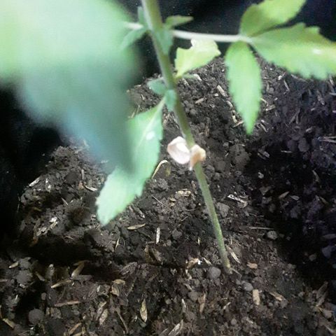 CHALUPAS CBD growlog photo: Observación de cotiledones secándose 