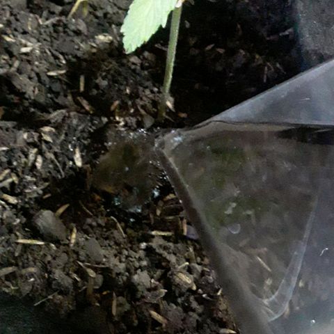 CHALUPAS CBD growlog photo: Se hizo el respectivo riego 
