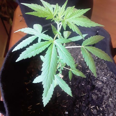 CHALUPAS CBD growlog photo: Etapa fenológica:
Código: 1012
Sexto par de hojas
11 folíolos