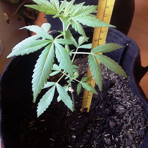 CHALUPAS CBD growlog photo: Medición de la planta 