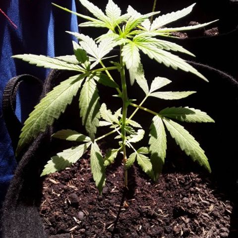 CHALUPAS CBD growlog photo: Etapa fenológica:
Código: 1012
Sexto par de hojas
11 folíolos