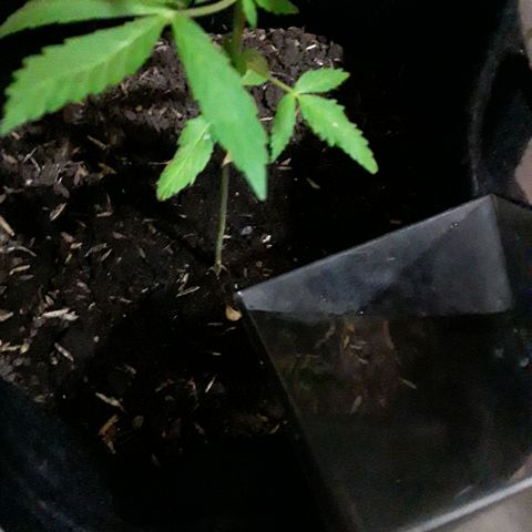 CHALUPAS CBD growlog photo: Se hizo el respectivo riego 