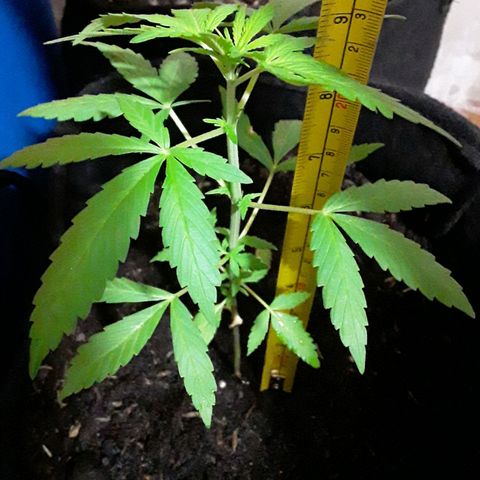CHALUPAS CBD growlog photo: Se tomó la altura de la planta 
