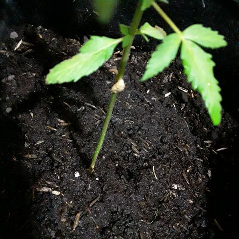 CHALUPAS CBD growlog photo: Observación de cotiledones secándose 
