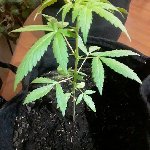 CHALUPAS CBD growlog photo: Etapa fenológica:
Código: 1012
Sexto par de hojas
11 folíolos