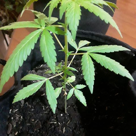 CHALUPAS CBD growlog photo: Etapa fenológica:
Código: 1012
Sexto par de hojas
11 folíolos