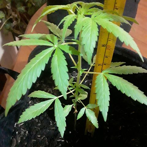 CHALUPAS CBD growlog photo: Se midió la altura de la planta