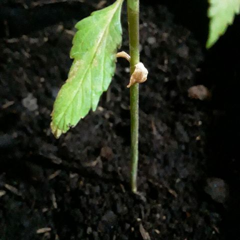CHALUPAS CBD growlog photo: Observación de cotiledones secándose 