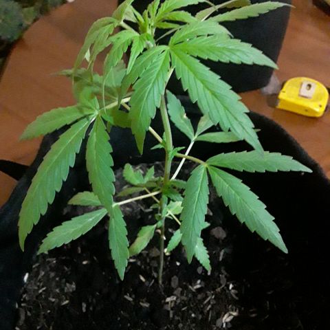 CHALUPAS CBD growlog photo: Etapa fenológica:
Código: 1012
Sexto par de hojas
11 folíolos