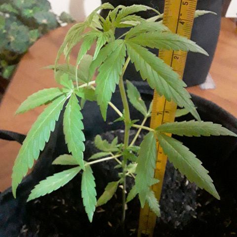 CHALUPAS CBD growlog photo: Medición de la planta 