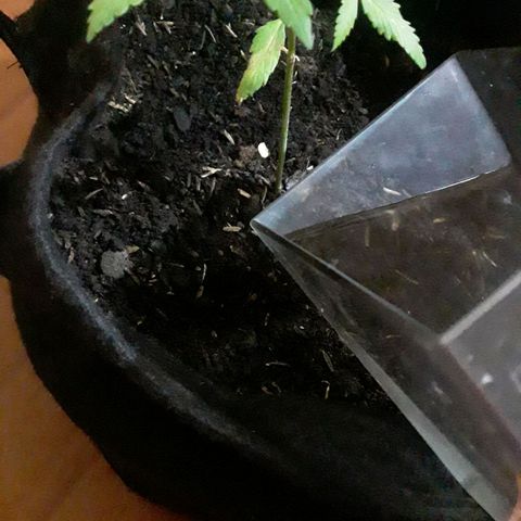 CHALUPAS CBD growlog photo: Se hizo riego para humedecer al sustrato 