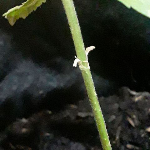 CHALUPAS CBD growlog photo: Los cotiledones finalmente se han caído 