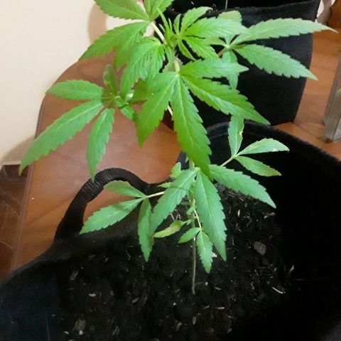 CHALUPAS CBD growlog photo: Etapa fenológica:
Código: 1012
Sexto par de hojas
11 folíolos