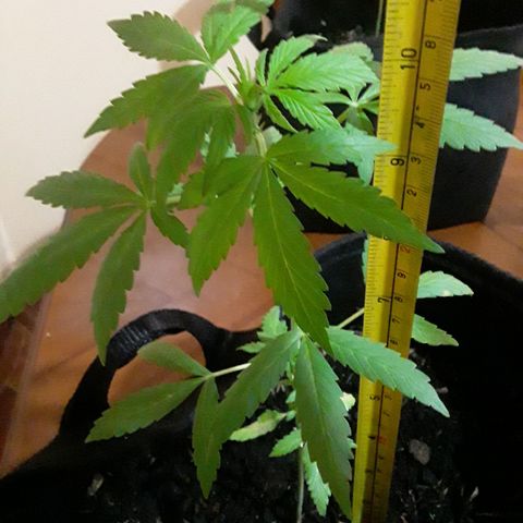 CHALUPAS CBD growlog photo: Medición de la altura de la planta 