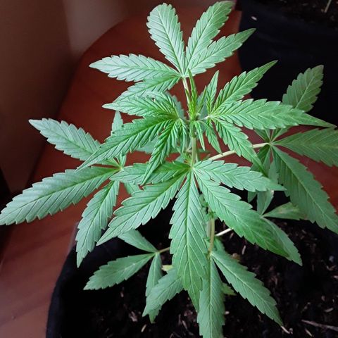CHALUPAS CBD growlog photo: Etapa fenológica:
Código: 1012
Sexto par de hojas
11 folíolos