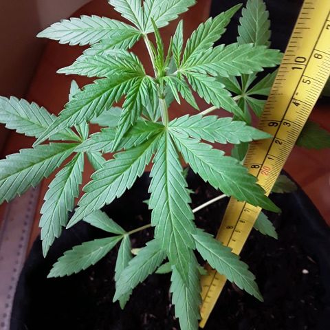 CHALUPAS CBD growlog photo: Se tomó la altura de la planta 