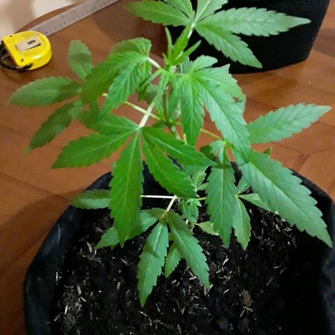 CHALUPAS CBD growlog photo: Etapa fenológica:
Código: 1014
Séptimo par de hojas
13 folíolos