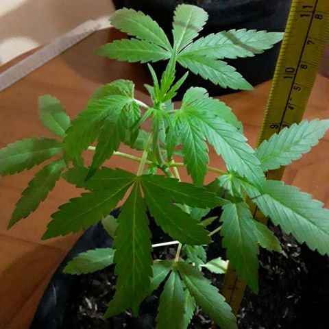 CHALUPAS CBD growlog photo: Se tomó la medida de la planta 