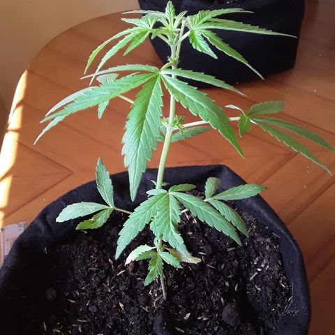 CHALUPAS CBD growlog photo: Etapa fenológica:
Código: 1014
Séptimo par de hojas
13 folíolos