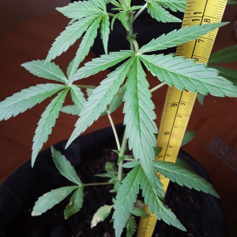 CHALUPAS CBD growlog photo: Se tomó la medida de altura de la planta 