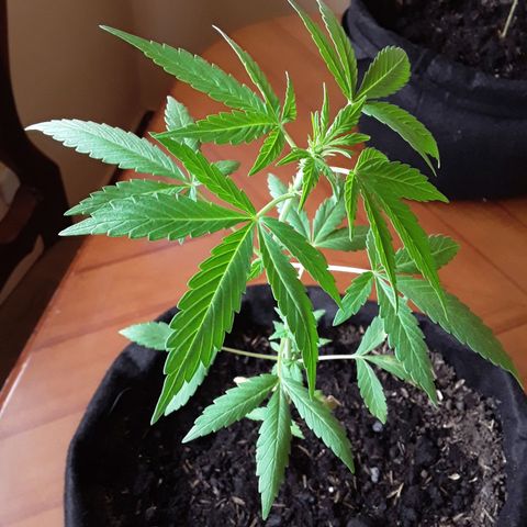 CHALUPAS CBD growlog photo: Etapa fenológica:
Código: 1014
Séptimo par de hojas
13 folíolos