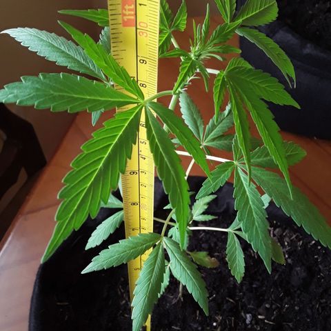 CHALUPAS CBD growlog photo: Se tomó la medida de altura de la planta 