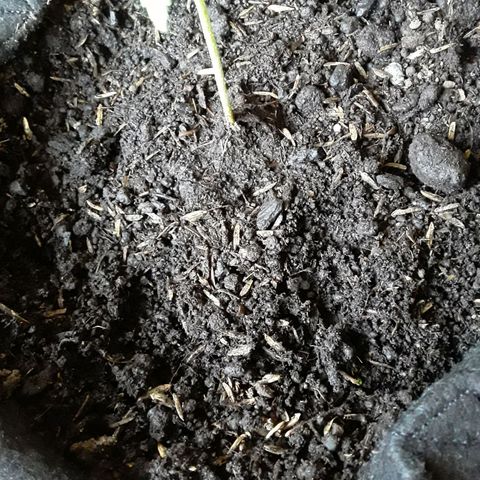 CHALUPAS CBD growlog photo: No se hizo riego debido a que el sustrato está húmedo 